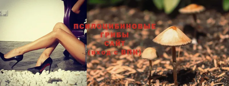 Псилоцибиновые грибы Psilocybe  Озёры 